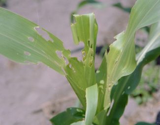 damage to corn plant by cotton bollworm