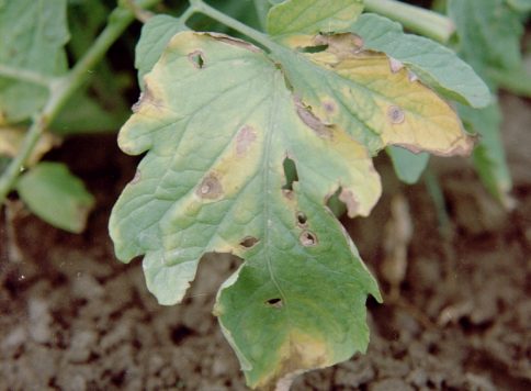 early blight symptoms on tomato plant leaf