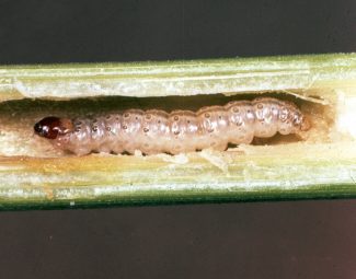 European corn borer larva