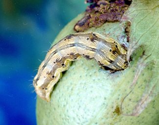 Cotton bollworm larva