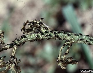 Severe injury to seed pod of radish caused by crucifer flea beetles