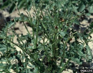 Colorado potato beetle larval damage to foliage on potato plant