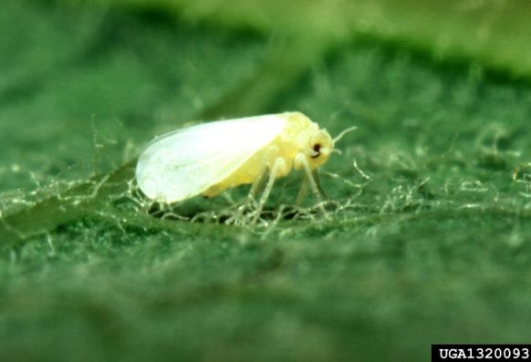 Silverleaf whitefly adult one-sixteenth-inch long