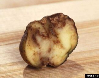 Potatoes infected with late blight are purplish and shrunken on the outside, corky and rotted inside.