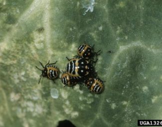 Harlequin bug nymphs and associated injury on cabbage.