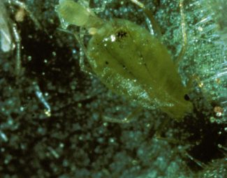 The green peach aphid is a pale green, soft- bodied insect.