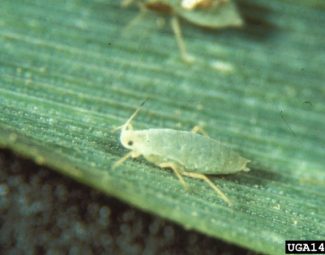 Russian wheat aphid are imported pests of small grains