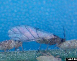 alate adult, Russian Wheat Aphid