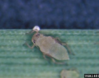 Russian wheat aphid alatoid nymph; imported pest of small grains