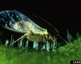 adult green peach aphid