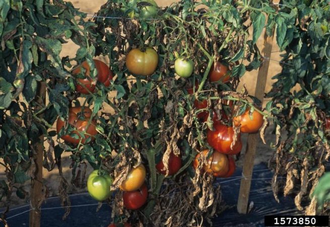 Diseased tomato plants and fruit caused by early blight