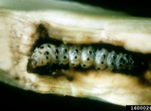 Southwestern corn borer larva