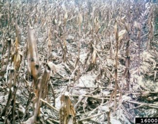 damage to corn field by european corn borer