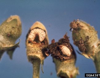 punctured square, boll weevil larva, pupa, and adult stages (left to right)