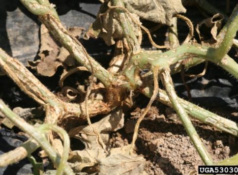 scarring of melon plant vine caused by the striped cucumber beetle