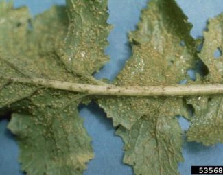Infestation of the green peach aphid (Myzus persicae) on the underside of a leaf.