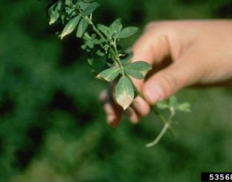 Symptoms of verticillium wilt (Verticillium albo atrum) in an alfalfa plant.