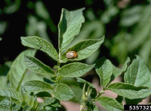 A potato plant infested with Colorado potato beetles Leptinotarsa decemlineata in the field.