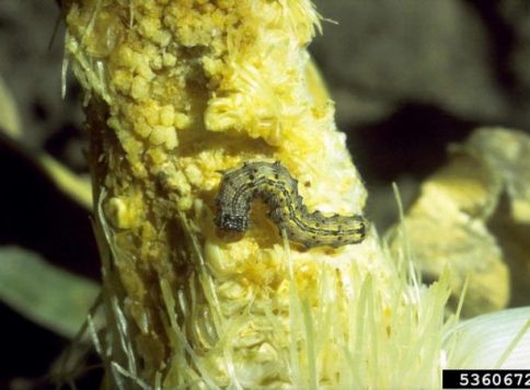 Corn earworm (Helicoverpa zea) feeding on an ear of sweet corn.