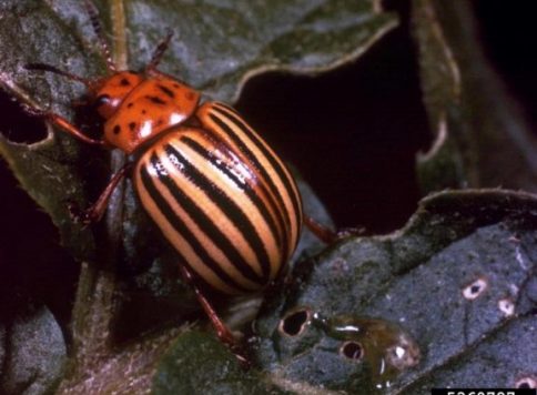 Adult Colorado potato beetle (Leptinotarsa decemlineata).
