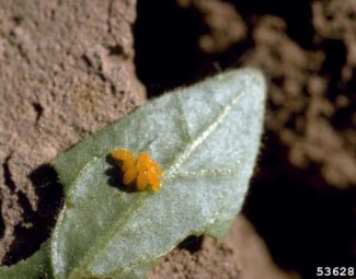 Eggs of the Colorado potato beetle (Leptinotarsa decemlineata) on the underside of a black nightshade leaf (Solanum nigrum)