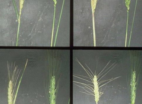 Damage to seedheads of wheat caused by the Russian wheat aphid (Diuraphis noxia).