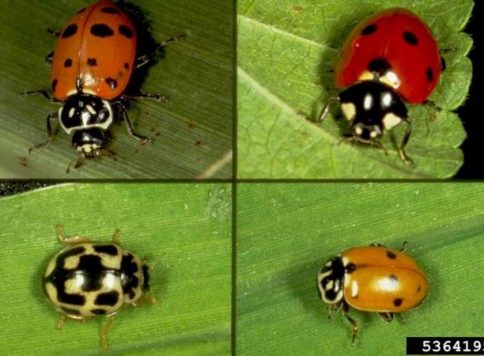 Collection of four images of lady beetle species, potential predators of the Russian wheat aphid (Diuraphis noxia).
