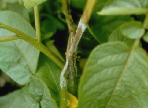 Late blight (Phytophthora infestans) infection on the leaflet of a potato plant.