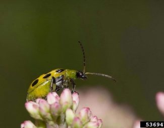 adult spotted cucumber beetle