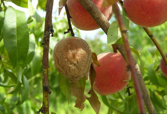 brown rot symptoms on a peach tree