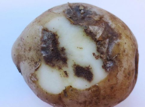 Shallow symptoms in potato tuber flesh where skin cut away from lesion of tuber infected with early blight (Alternaria solani)