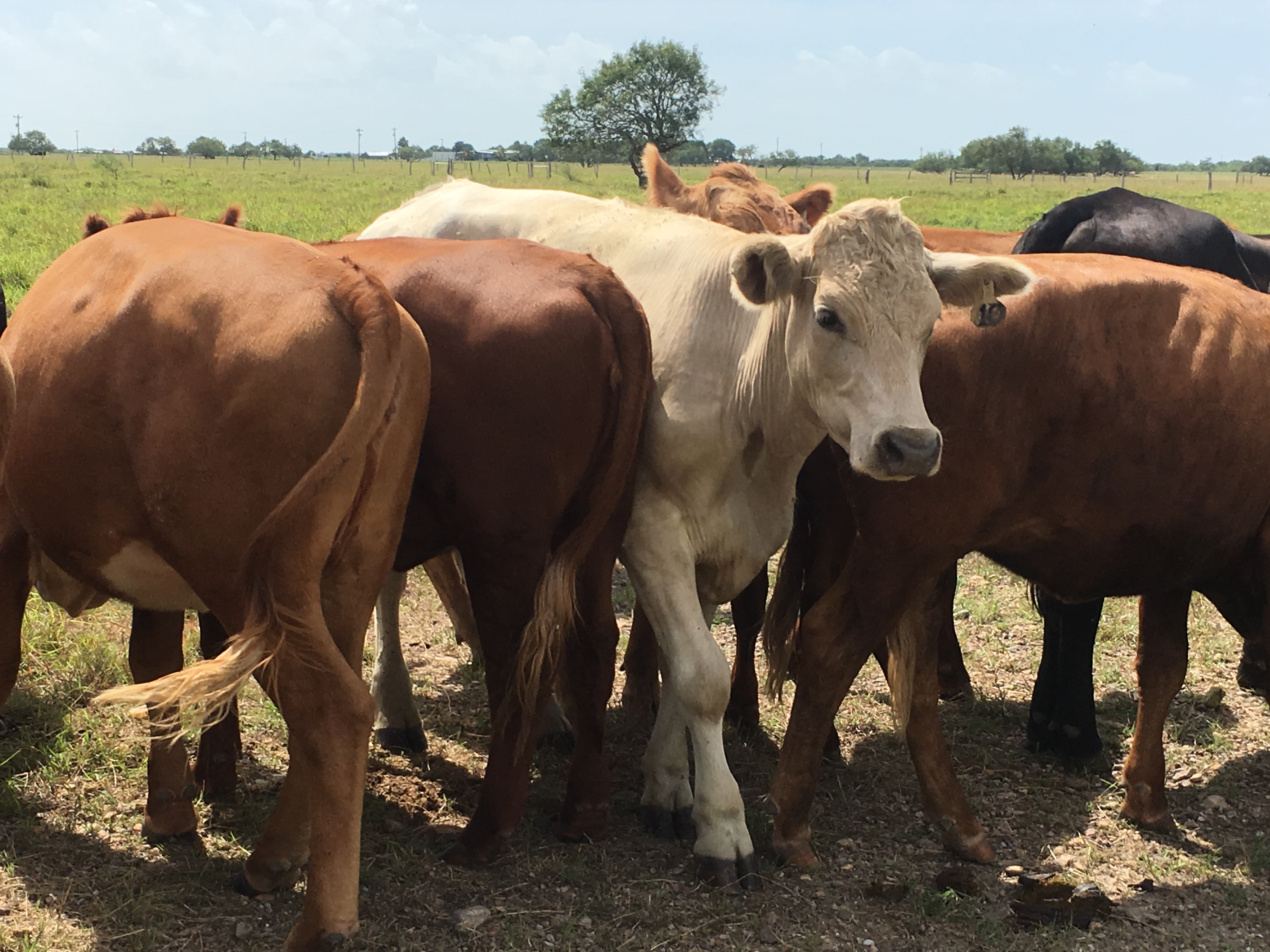 Earthwise Grassfed Beef Cattle